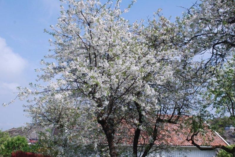 Blomster